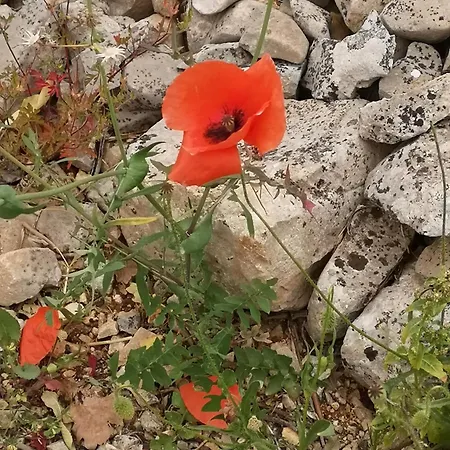Trulli Palmisani Сasa de vacaciones Monopoli